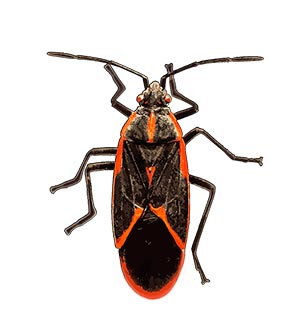 fumigación de chince del arce